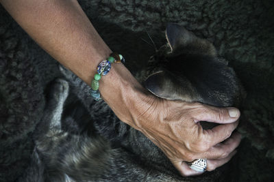 Hand stroking cat, close-up