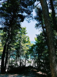 Low angle view of trees against sky