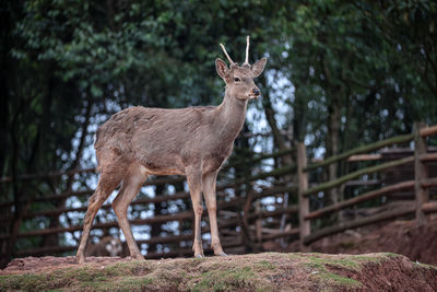 Close-up of deer in forest