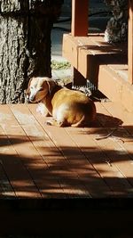 Close-up of dog relaxing outdoors