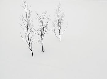 Bare trees against sky