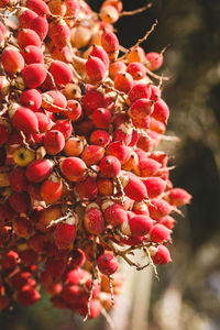 Close-up of red berries