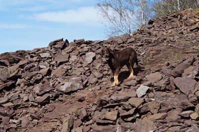 Dog standing on rock