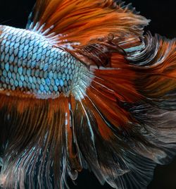 Close-up of feather