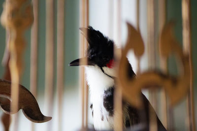 Close-up of birds flying