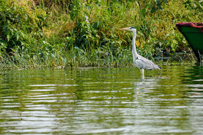 View of a bird in lake