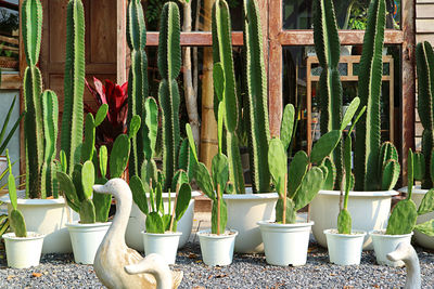 Row of potted mexican fencepost and bunny ears cactus plants in the garden