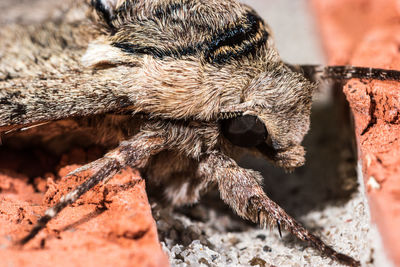 Close-up of an animal