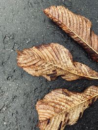 High angle view of dry leaves on road