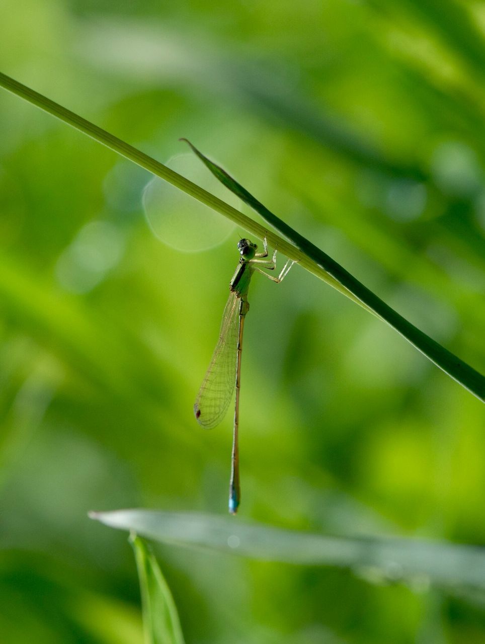 one animal, animal themes, insect, animals in the wild, wildlife, dragonfly, focus on foreground, close-up, selective focus, green color, twig, nature, day, outdoors, full length, plant, leaf, no people, spider, blade of grass
