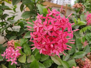 Close-up of pink flowering plants