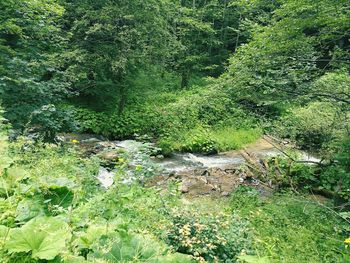 Scenic view of forest