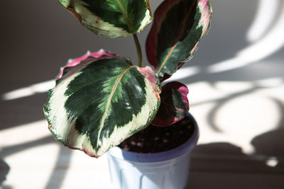 Calathea