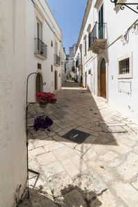 Potted plants on street amidst buildings