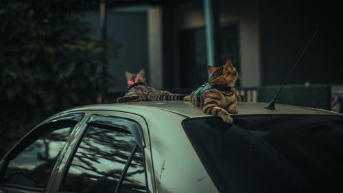 Cat looking through window