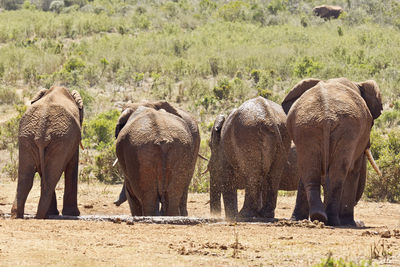 Elephants on field in forest