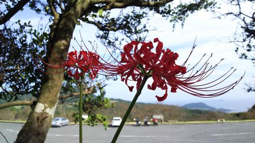 Close-up of red flowers