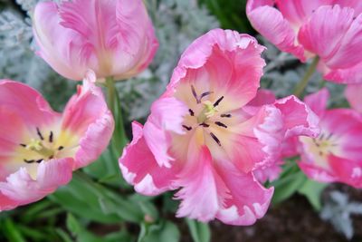 Close-up of pink flowers blooming outdoors