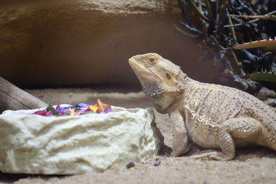 Close-up of lizard on rock