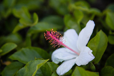 Close-up of flower blooming outdoors