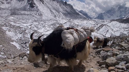 Sheep grazing on landscape