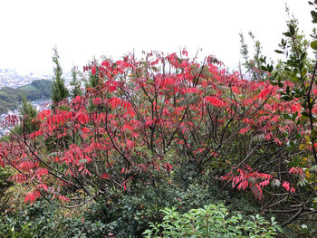 Red flowering plants on land against sky