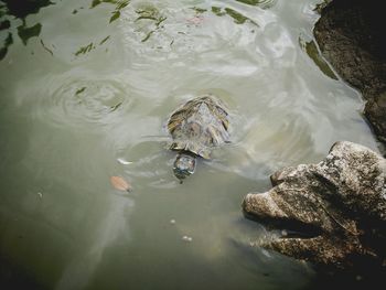 High angle view of turtle swimming in water