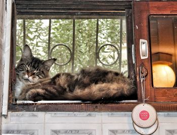 Portrait of cat lying on window