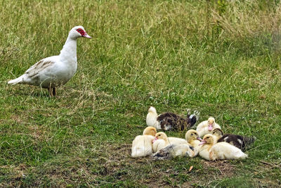 View of birds on field