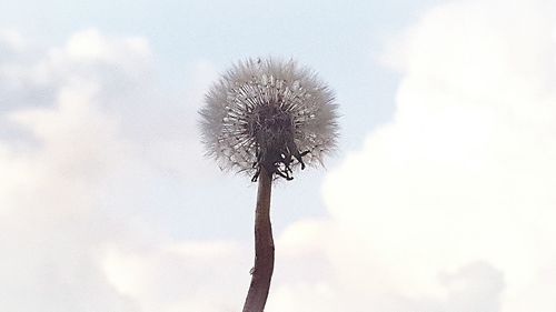 Close-up of thistle against sky