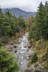 Scenic view of stream amidst trees in forest against sky