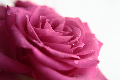 Close-up of water drops on pink rose against white background