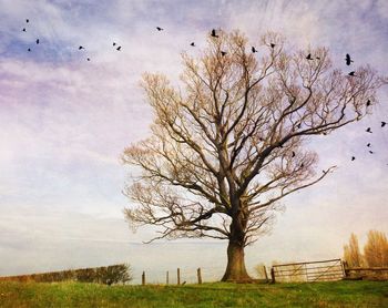 Bare tree on field