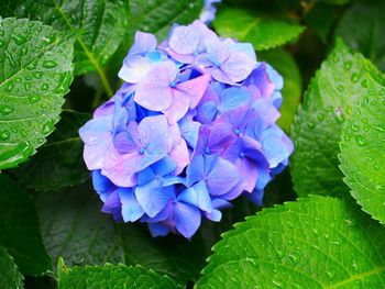 High angle view of purple hydrangea on plant