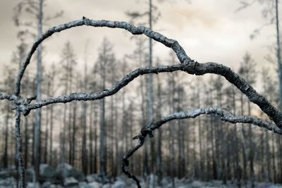 Close-up of snow on branch during winter