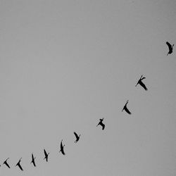 Low angle view of birds flying against clear sky