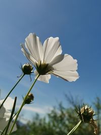 Close-up of white flowering plant against sky