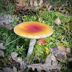 Close-up of mushroom growing on field