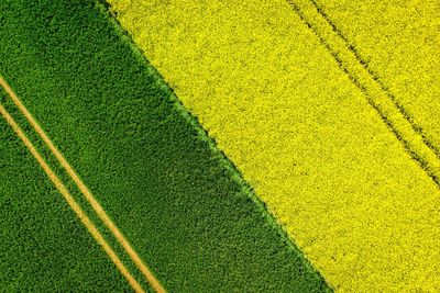 High angle view of yellow leaf on field