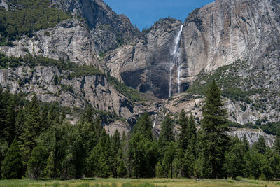 View of pine trees in mountains