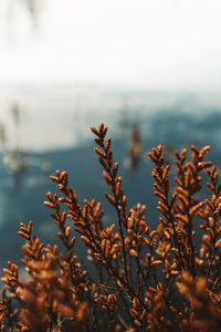 Close-up of plants against sky