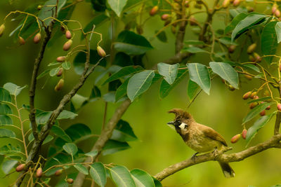 Bird perching on a branch