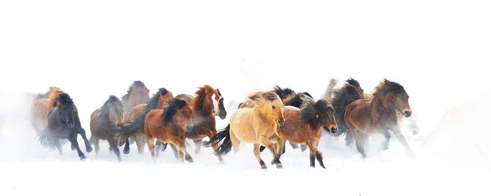 Horses running on snow covered field