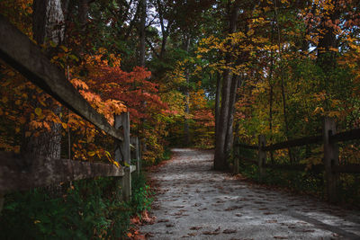 Footpath amidst trees in forest during autumn