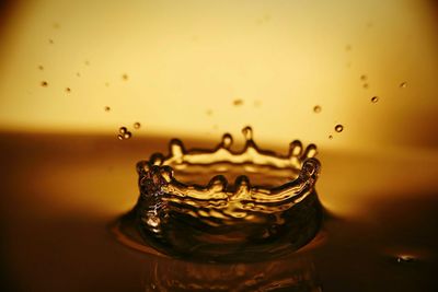 Close up of plant against blurred background