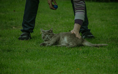 Low section of hand with cat on grassy field