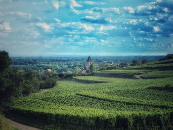 Scenic view of vineyard against sky