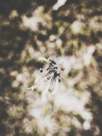 Close-up of spider on web
