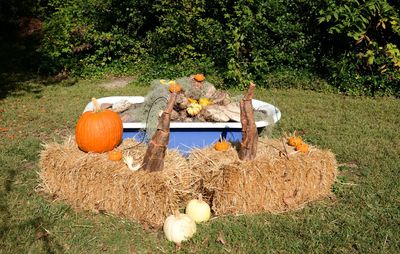 View of pumpkins on field