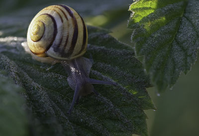 Close-up of snail on leaf